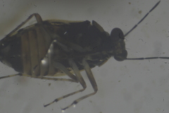 Saldidae