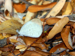 Colotis evanthe evanthe