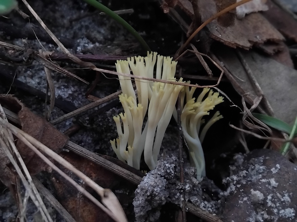 Ramaria lorithamnus