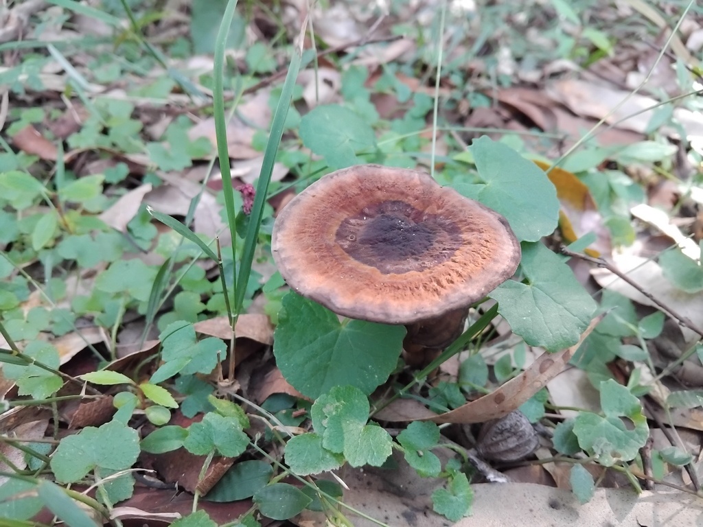 Sanguinoderma rude · June 2025 · photo: © sofiazed1 (iNaturalist, cc-by)