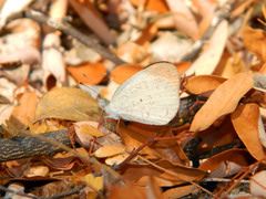 Colotis evanthe evanthe