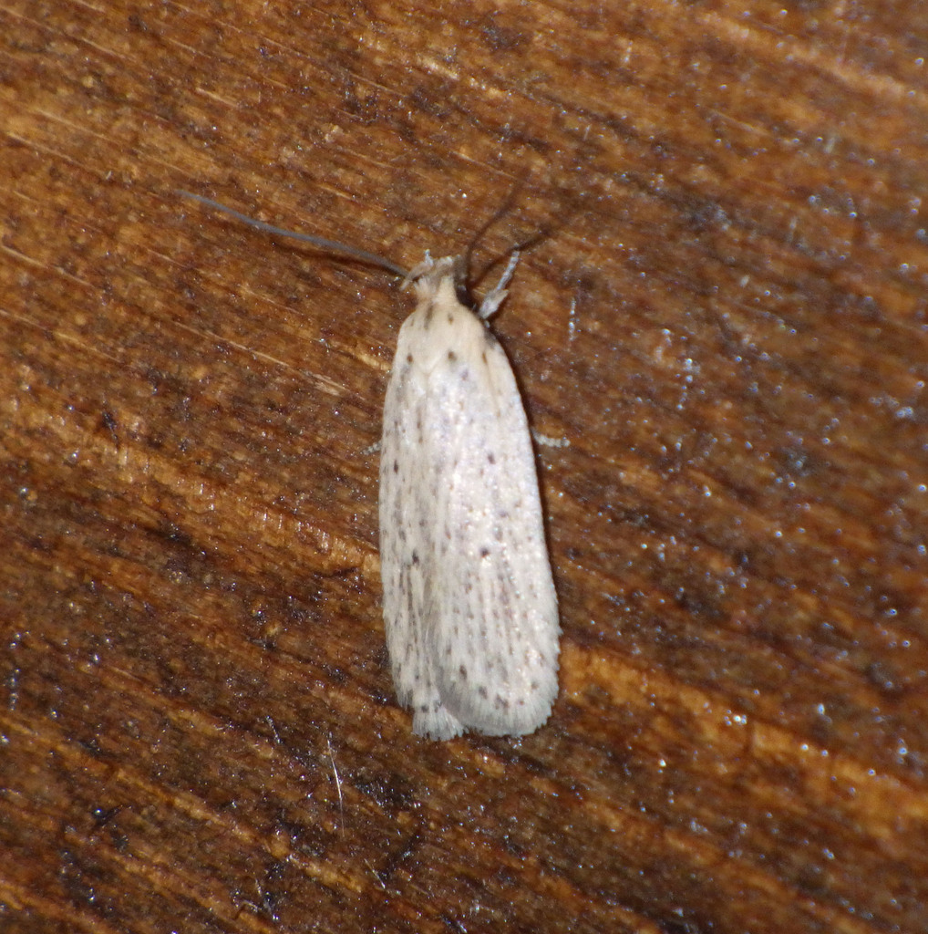 Agonopterix nodiflorella