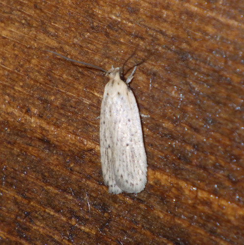 Agonopterix nodiflorella