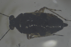 Saldidae