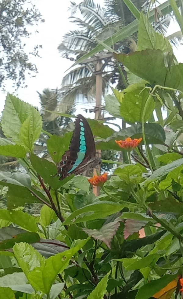 Narrow-Banded Bluebottle