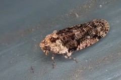 Catonia