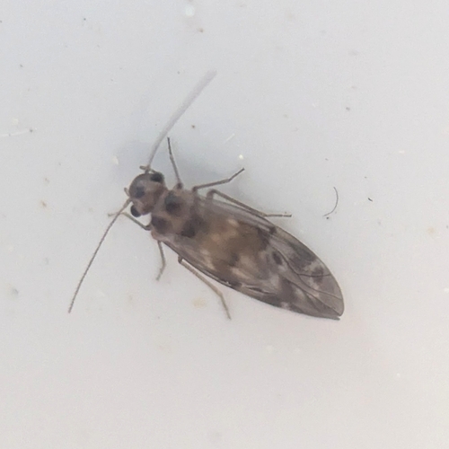 Peripsocus subfasciatus photo 4