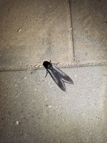 iNaturalist observation photo of Elegant Sphinx