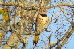 Colaptes auratus auratus