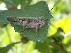 Trilophidia annulata