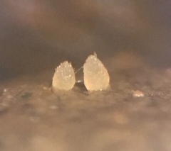 Ascobolus hawaiiensis