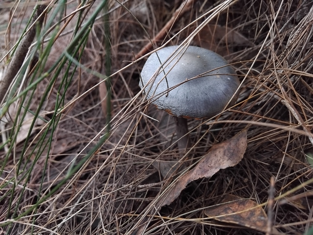 Cortinarius rotundisporus · June 2025 · photo: © sofiazed1 (iNaturalist, cc-by)