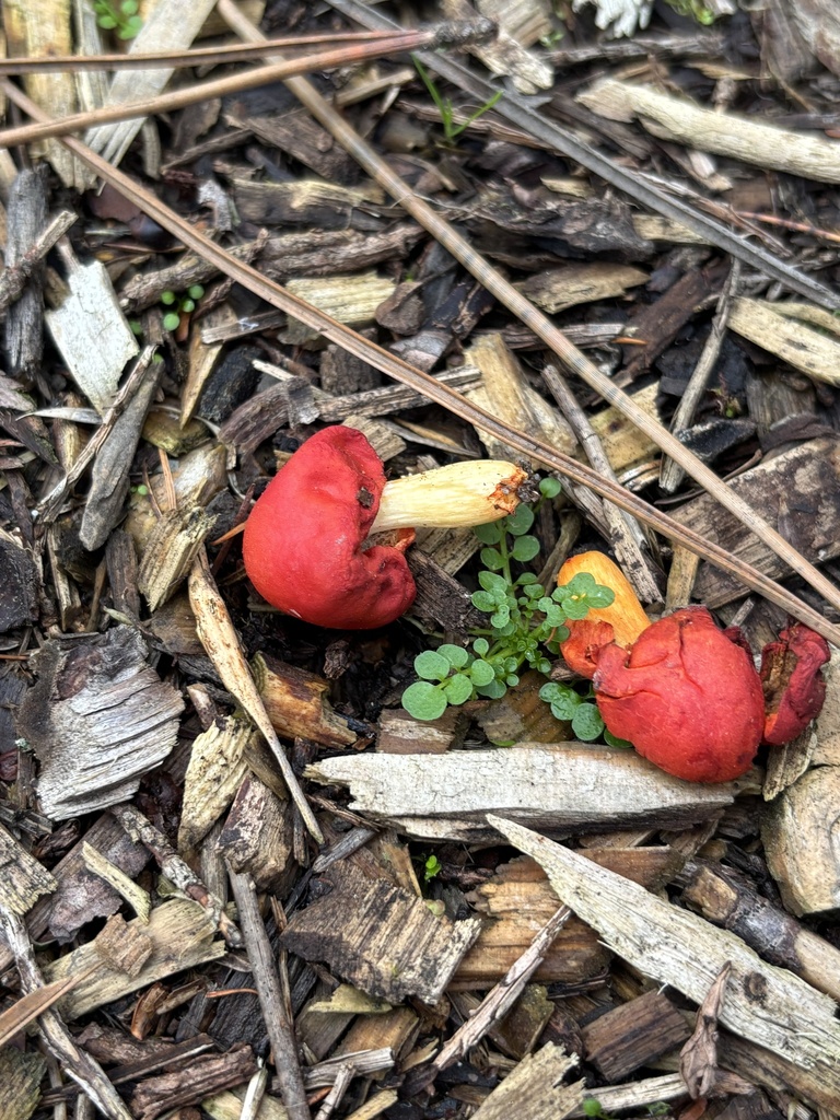 Leratiomyces erythrocephalus · June 2025 · photo: © jacqui66 (iNaturalist, cc-by)