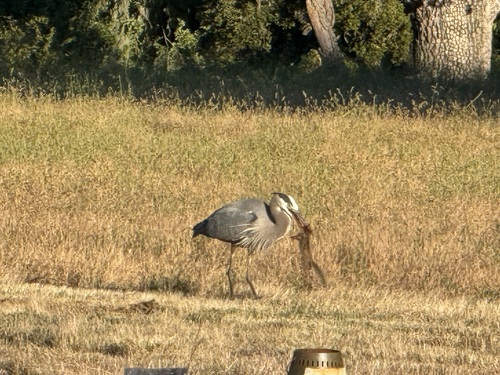 iNaturalist observation photo of Great Blue Heron