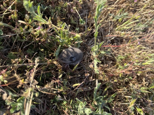 iNaturalist observation photo of Western Harvest Mouse