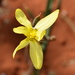 Moraea pallida - Photo (c) copper, alguns direitos reservados (CC BY-NC), uploaded by copper