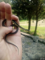 Thamnophis pulchrilatus