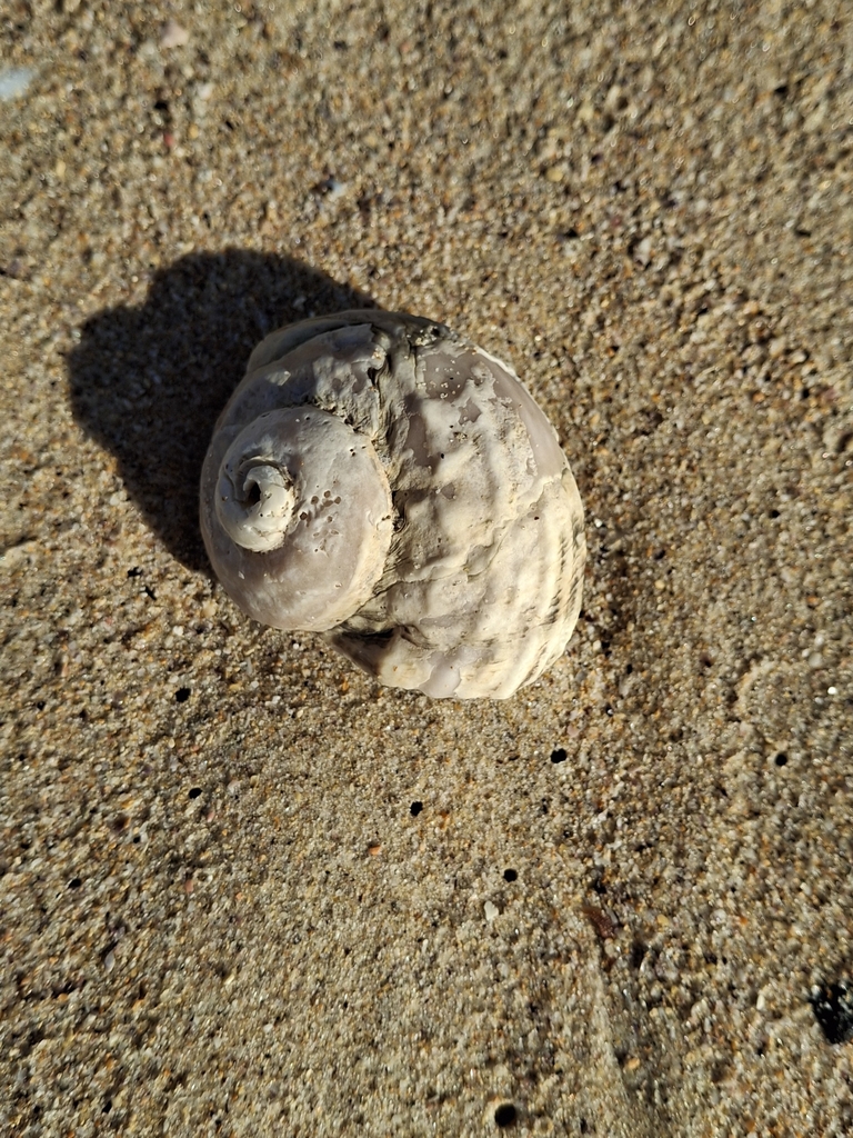 Sharp Turban Shell Rough turban shell from Mollymook NSW 2539, Australia on June 20, 2025 ...