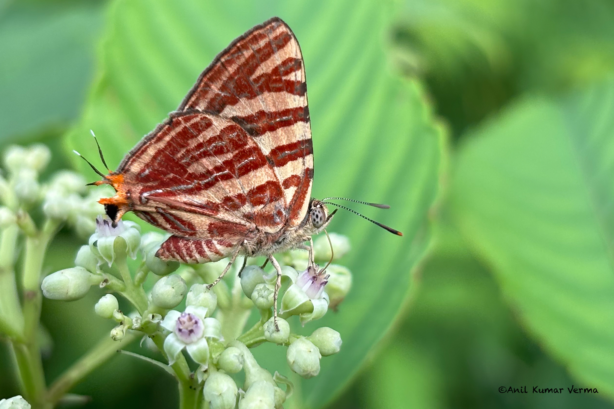 Long-Banded Silverline