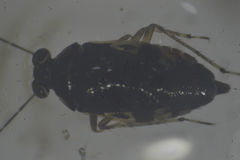 Saldidae