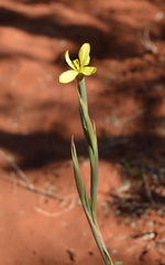 Moraea pallida