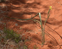 Moraea pallida