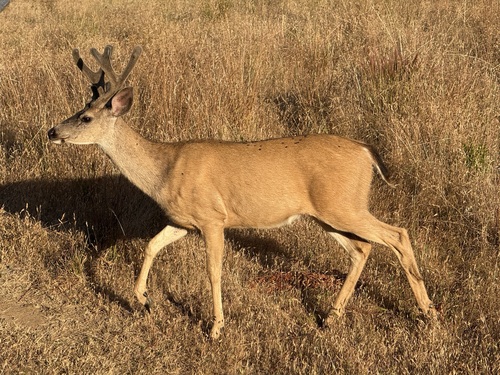 iNaturalist observation photo of Mule Deer