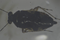 Saldidae