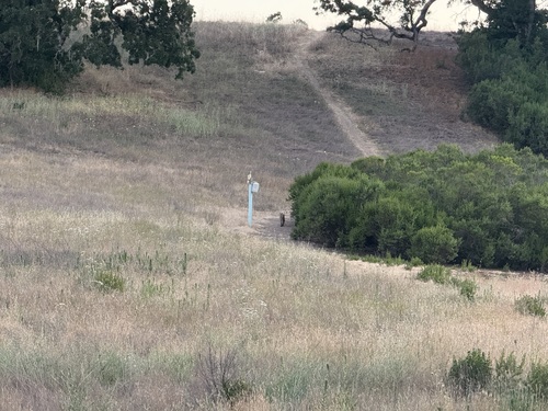 iNaturalist observation photo of Bobcat