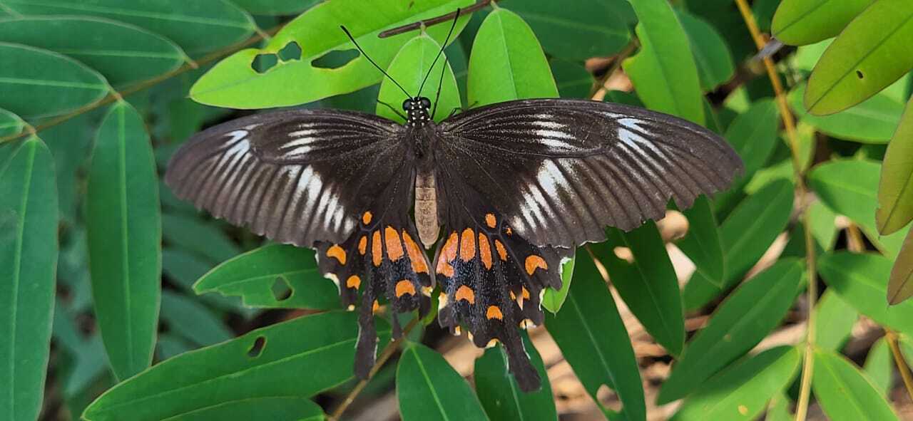 Common Mormon
