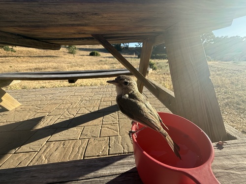 iNaturalist observation photo of Western Warbling Vireo