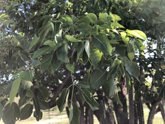 Handroanthus impetiginosus