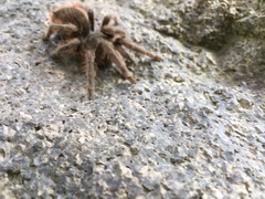 Dugesiella anitahoffmannae
