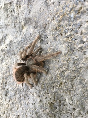 Dugesiella anitahoffmannae