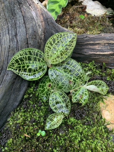 Macodes petola iNat (3)