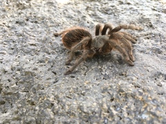 Dugesiella anitahoffmannae