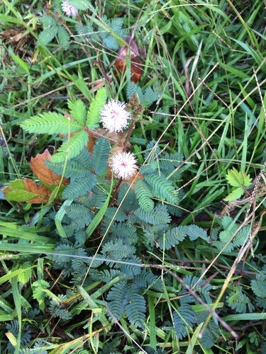 Dormilona (Mimosa pudica)