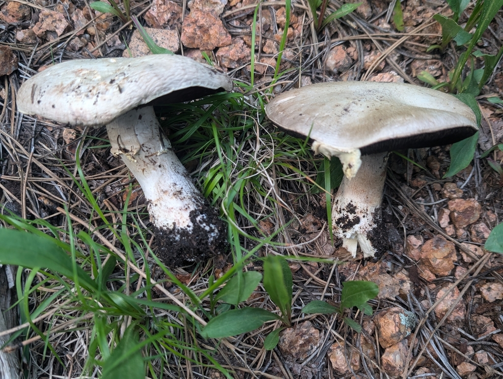 Agaricus sp. 'chionodermusC001'