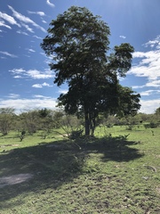 Handroanthus impetiginosus