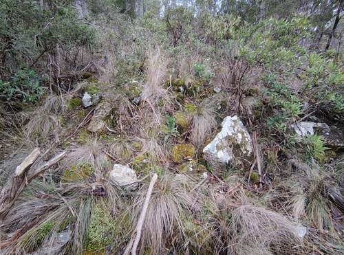 Poa labillardierei observed 2025-06-20