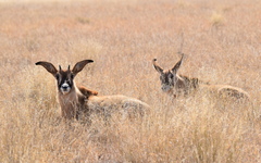 Hippotragus equinus equinus