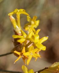 Lasiosiphon polycephalus