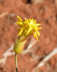 Lasiosiphon polycephalus