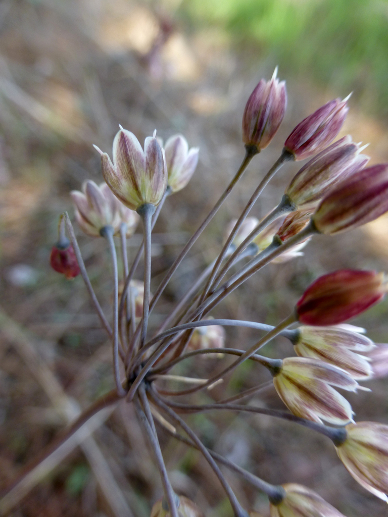 Allium autumnale