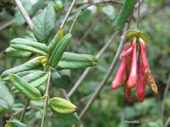 Lonicera pilosa