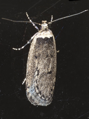 Leptocroca amydrosema