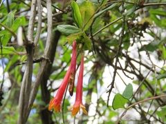 Lonicera pilosa