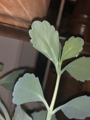 Kalanchoe fedtschenkoi