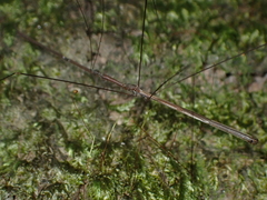 Gardena brevicollis