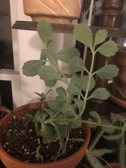 Kalanchoe fedtschenkoi